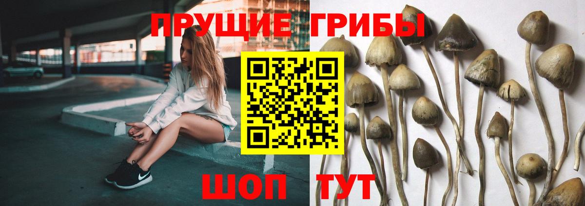 Галлюциногенные грибы мицелий Владивосток